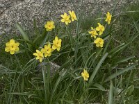 Narcissus rupicola 13, Saxifraga-Willem van Kruijsbergen