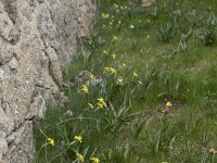 Narcissus rupicola 15, Saxifraga-Willem van Kruijsbergen