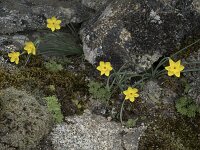 Narcissus rupicola 8, Saxifraga-Willem van Kruijsbergen