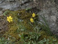 Narcissus rupicola 9, Saxifraga-Willem van Kruijsbergen