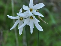 Narcissus serotinus 1, Saxifraga-Harry Jans