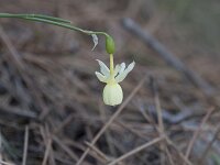 Narcissus triandrus 2, Saxifraga-Willem van Kruijsbergen