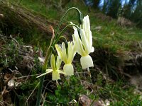 Narcissus triandrus 32, Saxifraga-Hans Grotenhuis