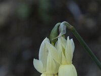 Narcissus triandrus 4, Saxifraga-Willem van Kruijsbergen