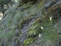 Narcissus triandrus 5, Saxifraga-Willem van Kruijsbergen