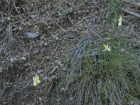 Narcissus triandrus 6, Saxifraga-Willem van Kruijsbergen