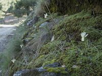 Narcissus triandrus 7, Saxifraga-Willem van Kruijsbergen