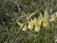 Narcissus triandrus ssp pallidulus 14, Saxifraga-Willem van Kruijsbergen