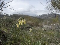 Narcissus triandrus ssp pallidulus 15, Saxifraga-Willem van Kruijsbergen