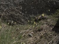 Narcissus triandrus ssp pallidulus 19, Saxifraga-Willem van Kruijsbergen