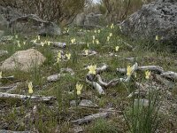 Narcissus triandrus ssp pallidulus 21, Saxifraga-Willem van Kruijsbergen