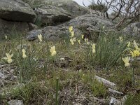 Narcissus triandrus ssp pallidulus 23, Saxifraga-Willem van Kruijsbergen