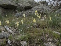 Narcissus triandrus ssp pallidulus 25, Saxifraga-Willem van Kruijsbergen