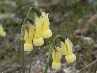 Narcissus triandrus ssp pallidulus 26, Saxifraga-Willem van Kruijsbergen