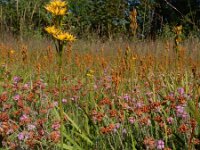 Narthecium ossifragum 103, Beenbreek, Saxifraga-Ed Stikvoort