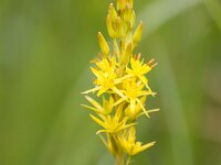 Narthecium ossifragum 116, Beenbreek, Saxifraga-Jan Nijendijk