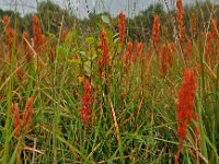 Narthecium ossifragum 12, Beenbreek, Saxifraga-Hans Dekker
