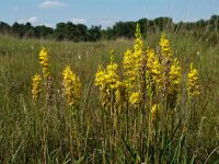 Narthecium ossifragum 14, Beenbreek, Saxifraga-Hans Dekker