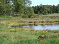 Narthecium ossifragum 18, Beenbreek, habitat, Saxifraga-Willem van Kruijsbergen
