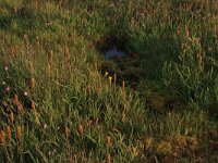Narthecium ossifragum 58, Beenbreek, Saxifraga-Hans Boll