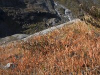 Narthecium ossifragum 65, Beenbreek, Saxifraga-Willem van Kruijsbergen