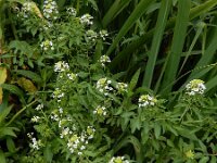 Nasturtium microphyllum 14, Slanke waterkers, Saxifraga-Ed Stikvoort