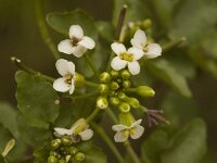 Nasturtium microphyllum 4, Slanke waterkers, Saxifraga-Jan van der Straaten
