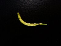 Nasturtium officinale 19, Witte waterkers, Saxifraga-Ed Stikvoort