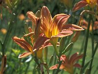 Nemerocallis fulva 2, Saxifraga-Jan van der Straaten