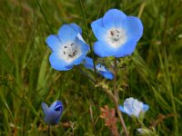 Nemophila menziesii