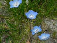 Nemophila menziesii 2, Bosliefje, Saxifraga-Ed Stikvoort
