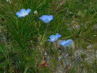 Nemophila menziesii 3, Bosliefje, Saxifraga-Ed Stikvoort
