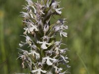 Neotinea conica