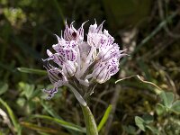 Neotinea tridentata 11, Saxifraga-Willem van Kruijsbergen