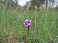 Neotinea tridentata 12, Saxifraga-Jeroen Willemsen