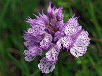 Neotinea tridentata 13, Saxifraga-Hans Dekker