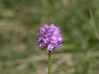 Neotinea tridentata 15, Saxifraga-Dirk Hilbers