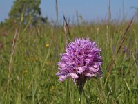 Neotinea tridentata 21, Saxifraga-Jeroen Willemsen