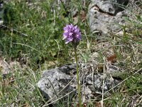Neotinea tridentata 22, Saxifraga-Dirk Hilbers