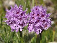 Neotinea tridentata 24, Saxifraga-Harry Jans