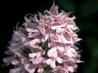 Neotinea tridentata 3, Saxifraga-Jan van der Straaten