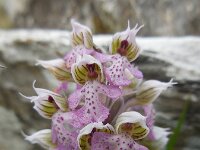 Neotinea tridentata 37, Saxifraga-Ed Stikvoort