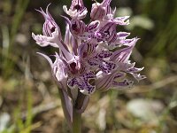 Neotinea tridentata 4, Saxifraga-Jan van der Straaten