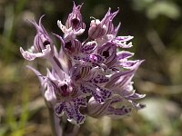 Neotinea tridentata 5, Saxifraga-Jan van der Straaten