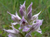 Neotinea tridentata 7, Saxifraga-Jan Willem Jongepier