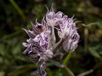 Neotinea tridentata 8, Saxifraga-Willem van Kruijsbergen