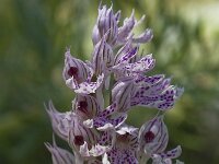 Neotinea tridentata 9, Saxifraga-Willem van Kruijsbergen