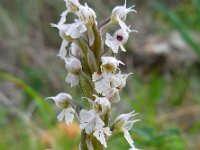 Neotinea tridentata ssp conica 17, Saxifraga-Ed Stikvoort