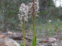 Neotinea tridentata ssp conica 18, Saxifraga-Ed Stikvoort