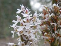 Neotinea tridentata ssp conica 19, Saxifraga-Ed Stikvoort